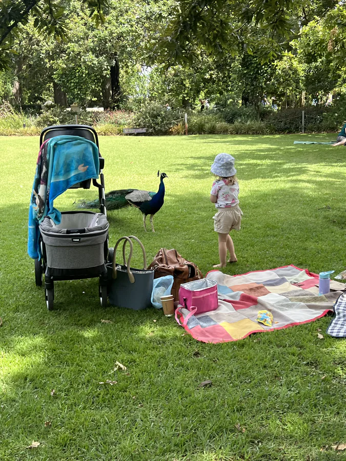 A child watching peacocks on the lawns at Buitenverwachting